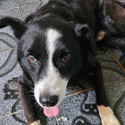 SE BUSCA! 
es cruza de border collie 
responde al no.bre de Fort
tiene 13 años