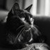 猫黒夏躯 (@natsukuphoto) Twitter profile photo 猫黒夏躯 (@natsukuphoto) Twitter profile photo
