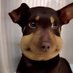 Pew (@pewdagoat) Twitter profile photo Pew (@pewdagoat) Twitter profile photo