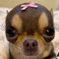 gallo (@dieluqy) 's Twitter Profile Photo gallo (@dieluqy) 's Twitter Profile Photo