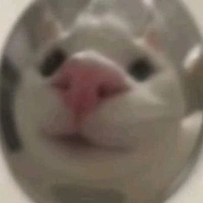 whatsdisthen's profile picture. 🇵🇸🇸🇸🇸🇩🇨🇩