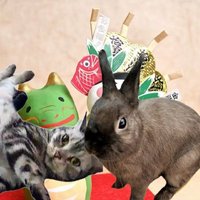 剣吉&ひかりのパパ (@arion1202) 's Twitter Profile Photo 剣吉&ひかりのパパ (@arion1202) 's Twitter Profile Photo