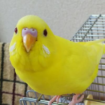 セキセイインコのピノ(ルチノー♂H30.5月生まれ)と旦那とのマッタリ生活。セキセイインコは実家でも飼ってましたが、自分で育てるのは初めてです。インコ全般大好きですので、インコが好きな方と仲良くなれたら嬉しいです。