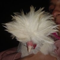 Sasan (@sasandenzel) 's Twitter Profile