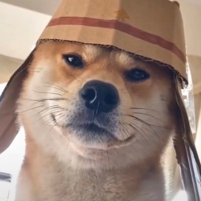 lvy1462633's profile picture. lamlvy