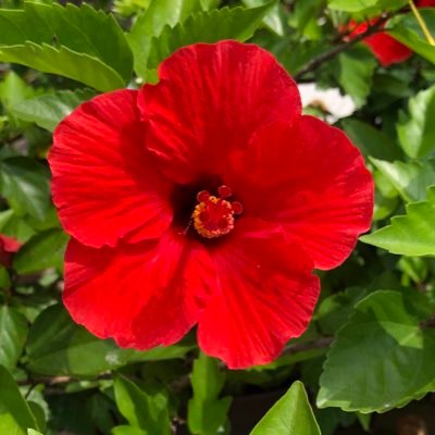 qsRRwflKYJkrAb7's profile picture. こんにちは。カープと韓国ドラマが好き｡よろしくお願いします。🍁無断フォローお許しくださいね #当たり前の事に感謝、ありがとう🍁#CO2削減