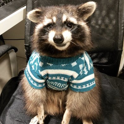 Rikunda🏳️‍🌈🦝さんのプロフィール画像