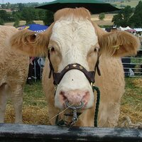 RGRG_RGS (@rgrg_rgs) 's Twitter Profile