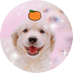 キラキラの犬 (@hikatterune) Twitter profile photo