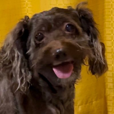 人生一度きり時間は二度と戻ってこないし【今を生きる】 2023年3月9日に愛犬ラピスが天国に行きました(T^T)でも今は虹の橋で走り回ってます🌈【元気すぎて心配w】後悔ないように楽しみましょう!