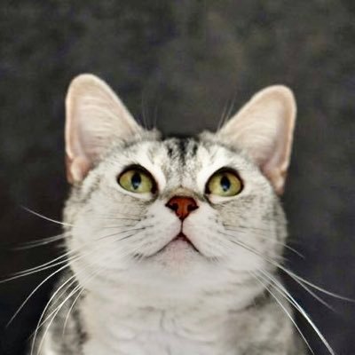 猫の家に住んでいます。https://t.co/4PfHe4MW2I 肥満細胞腫 #もちんおできメモ 保護猫 #キーチャの家猫修行 鼻腔内腫瘍 #100生きニャンさん