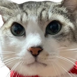 政治報道その他 思うことをボソボソつぶやいてます なるべく物事を合理的に考えるようにしているつもりです 家庭菜園が趣味🥬 【尊厳死選択の自由を求めています】 🐈🦮 *ReTweet多めですが拡散目的ではなく個人の備忘録的なつもりでやってますのでよろしくお願いします