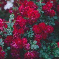 DivyaS (@s_dnair429) 's Twitter Profile