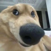 吴狗蛋 • 十八线小科学家 / 偶尔聊点亏钱项目 (@goudanwoo) 's Twitter Profile