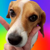 🐕🌈¹⁰⁰¹(@lolelavico) 's Twitter Profile Photo