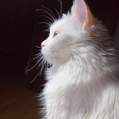 marinasampaioo's profile picture. 