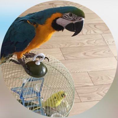 怖いもの知らずの特攻隊長セキセイインコのパコとスポンジみてぇなのが好きなカニ、ハイパ 一人見知り内弁慶ルリコンゴウインコのルシアの日常 The daily life of Paco&Cani the budgie and Lucia the blue macaw