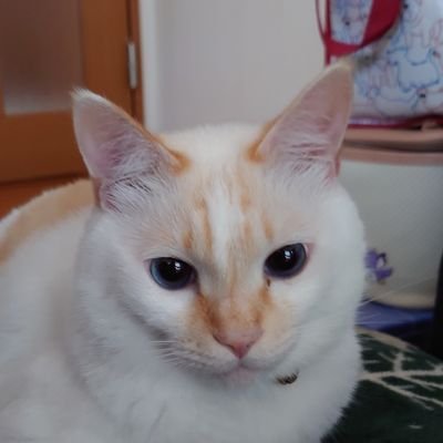 あるふぁーはさんのプロフィール画像