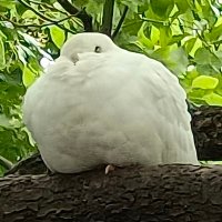 重装智障npc (@noc44499621) 's Twitter Profile