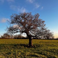 Lindsay Trevarthen 🌳 (@morningoak) 's Twitter Profile