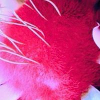 CG専用 (@halloweendayo) 's Twitter Profile