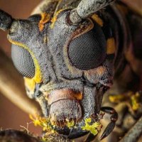 Bitcoindeano (@bitcoindeano) 's Twitter Profile