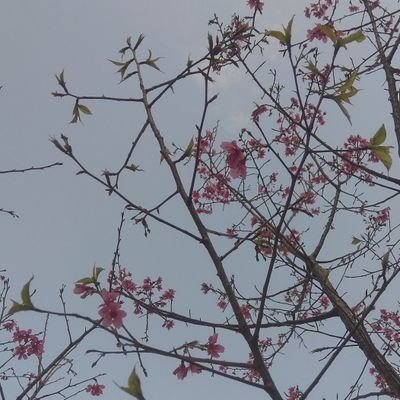 JLun_1207's profile picture. 