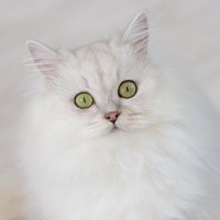 猫カフェラグドール🐶おじゅん (@acquaplants) 's Twitter Profile