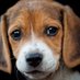 Funny dog (@funnydogvid) Twitter profile photo Funny dog (@funnydogvid) Twitter profile photo