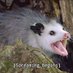 🏴based opossum🏴 (@CrustPunk161) Twitter profile photo