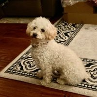 Matteo Spencer (@matteos13690) 's Twitter Profile