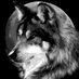 Boost me Wolfie (@BoostMeWolf) Twitter profile photo