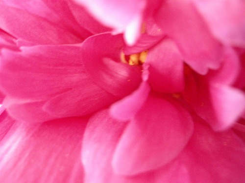 ddianad73's profile picture. 