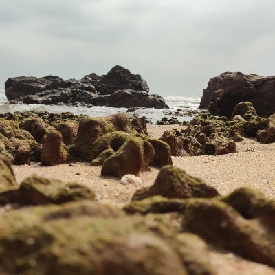 Monkeyreview2's profile picture. 