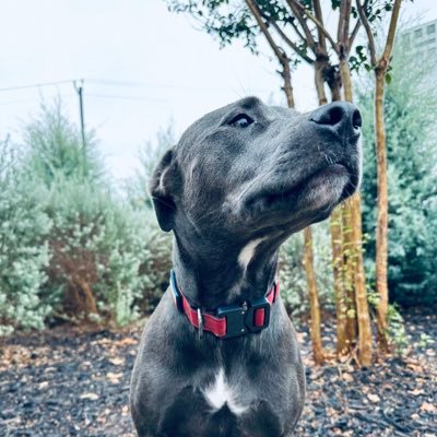 JeffPitluk's profile picture. An awakened voter / Longhorns football / Cowboys football / Spurs basketball / Astros baseball / Love my country