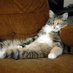 лінивий кіт😼 (@ihor_hudimov) Twitter profile photo лінивий кіт😼 (@ihor_hudimov) Twitter profile photo