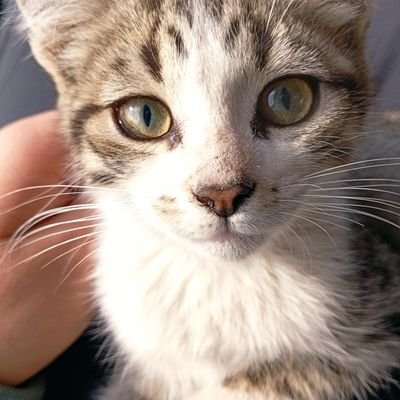 unchileno10's profile picture. 