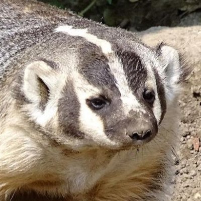 BadgerGoodger Profile Picture