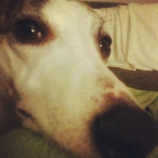 I'm Zoey and I'm wilder then a March Hare! My mom is @shinergirltx and my sisters are @XenaDachshundTX & @ZeldaIGTX.