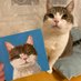 Zauberkatze (@plushy_cat) Twitter profile photo Zauberkatze (@plushy_cat) Twitter profile photo