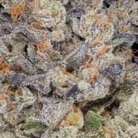 WindyShrimpCannabis (@windyshrimp420) 's Twitter Profile