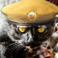1finekitty (@1finekitty) 's Twitter Profile