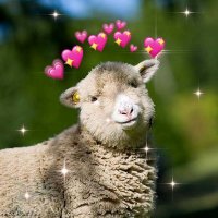 Sheep Daily 🐑(@sheepdaily_twt) 's Twitter Profile Photo