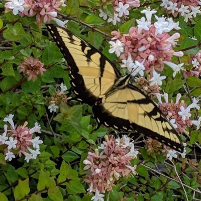 You can’t talk butterfly language to caterpillar people