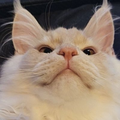 LycenTheDead's profile picture. 