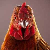 Tweatanic (@tweatanic) 's Twitter Profile
