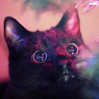 Misnova (@novadexterous) 's Twitter Profile