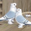 hzazi2 (@05575367) Twitter