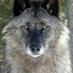 LoboPlateado (@elloboplateado6) Twitter profile photo