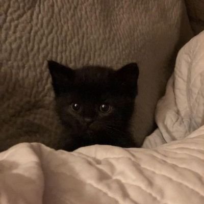 🐈‍⬛🤍